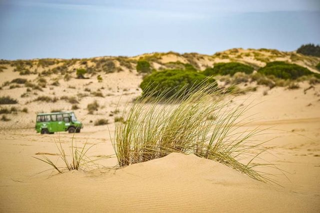 Sand dunes and 4×4 truck in Doñana Natural Park, Andalusia,spai